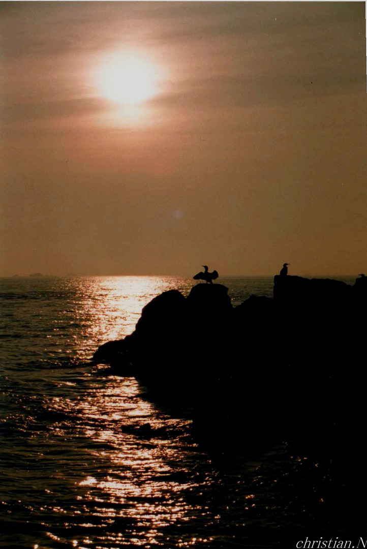 cormorans au coucher