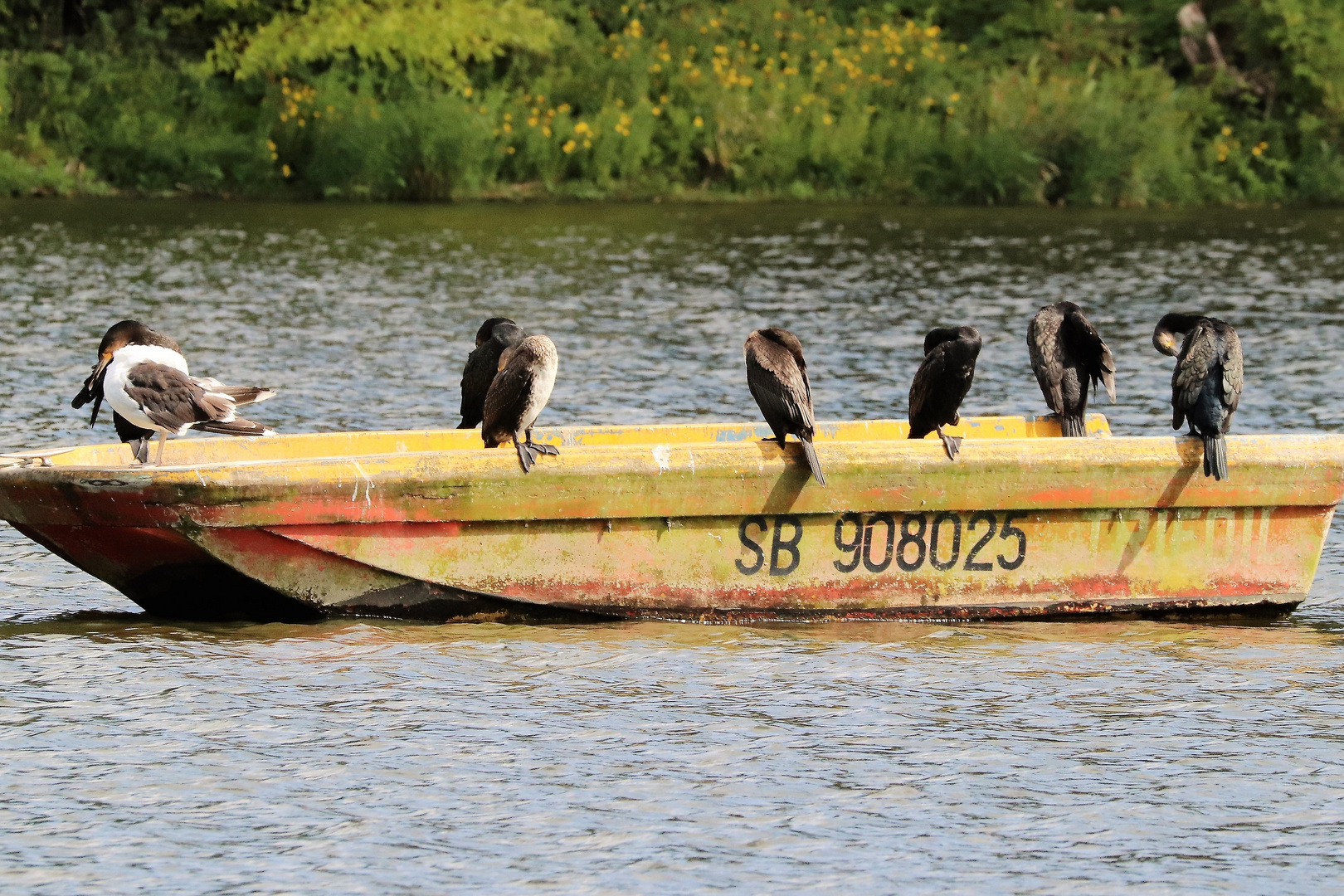 Cormorans