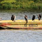 Cormorans