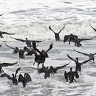 Cormorans