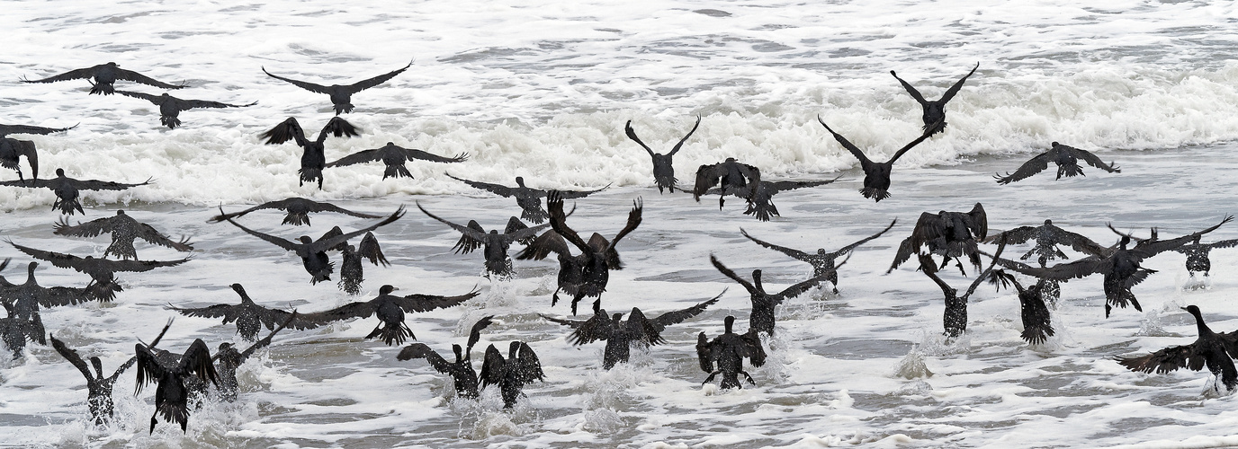 Cormorans