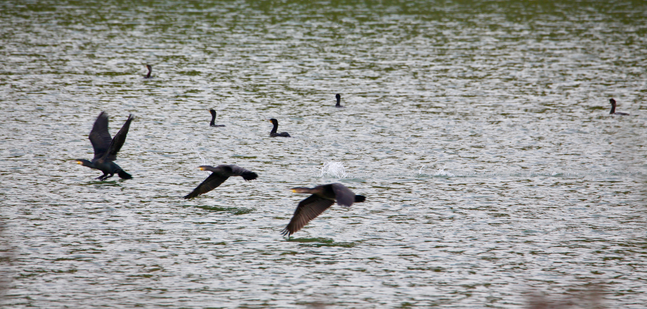 Cormorans