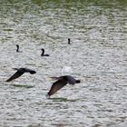 Cormorans