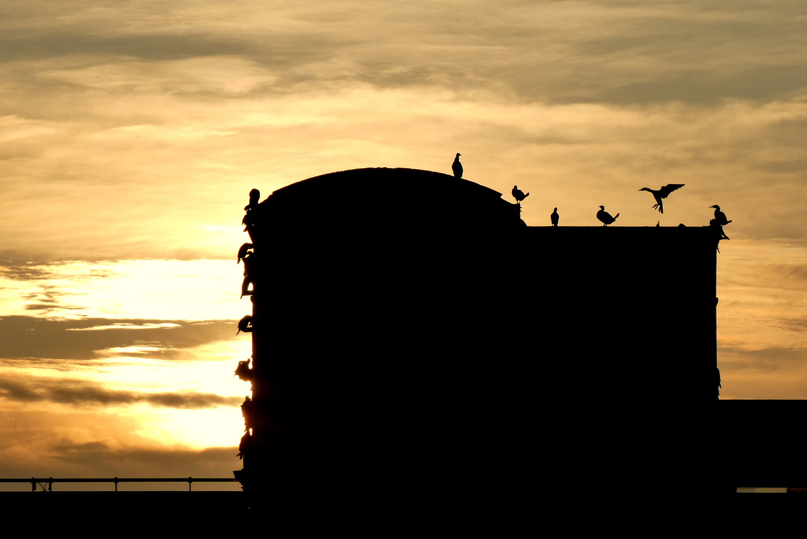 Cormorans d'un soir