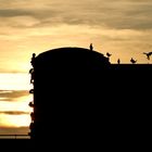 Cormorans d'un soir