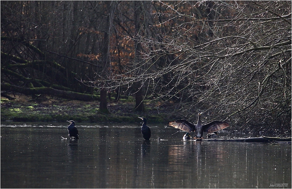 " CORMORANS "