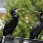 Cormorans...