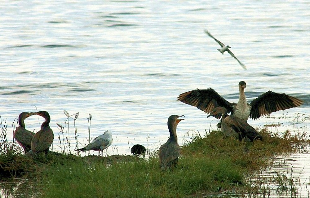 cormorans en coeur pour st Valentin