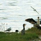 cormorans en coeur pour st Valentin