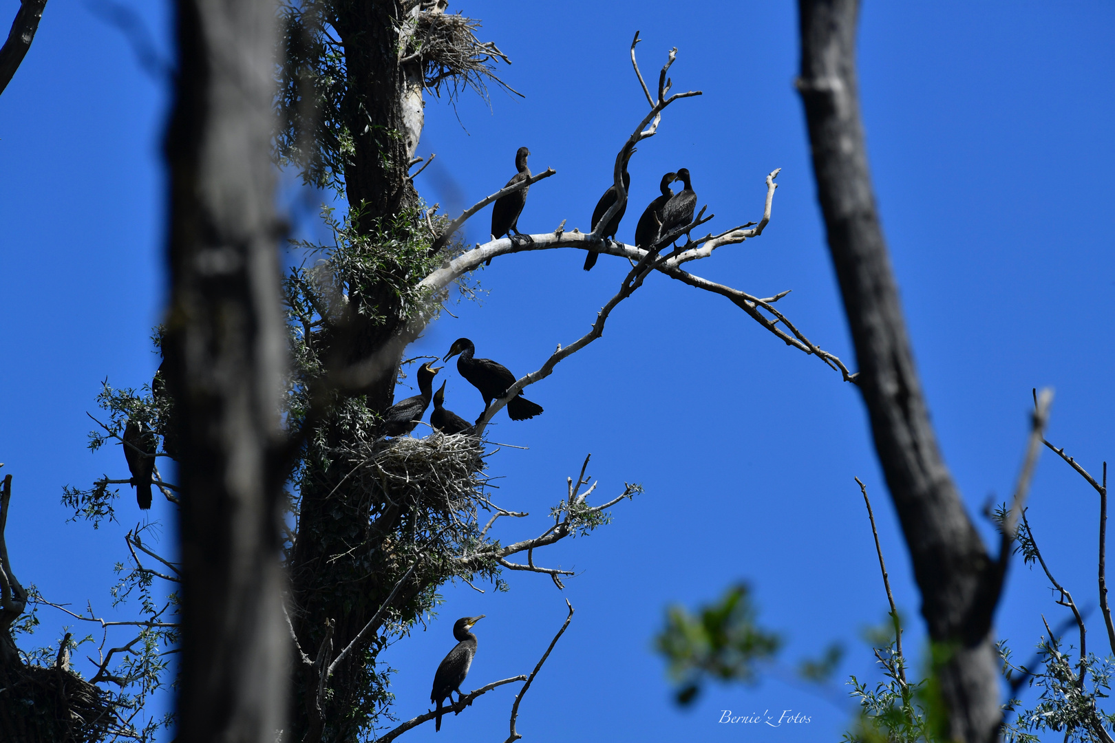 Cormorans en famille