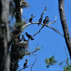 Cormorans en famille