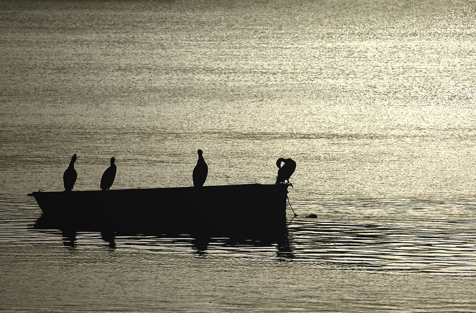 cormorans hossegor