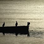 cormorans hossegor