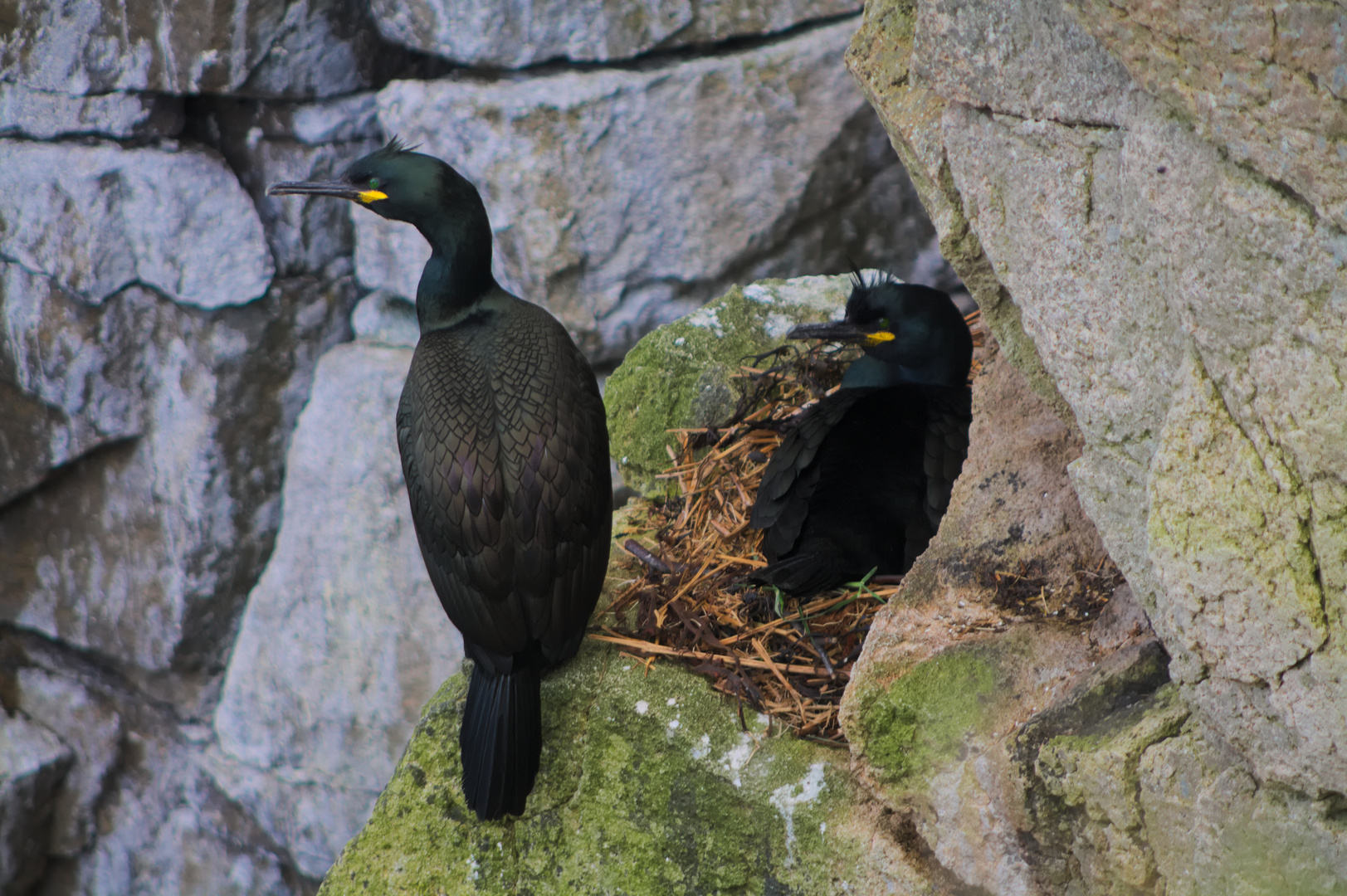 Cormorans huppés sur l'île de Skye, Ecosse