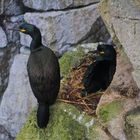 Cormorans huppés sur l'île de Skye, Ecosse