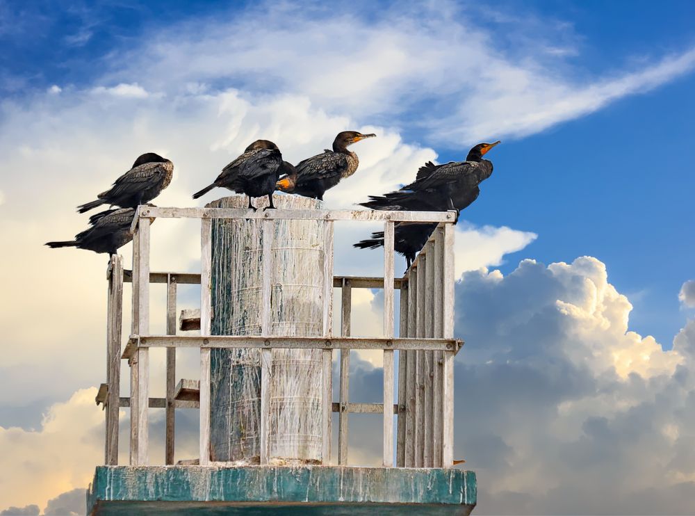 cormorans perchés