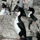 cormorans royaux