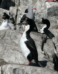 cormorans royaux