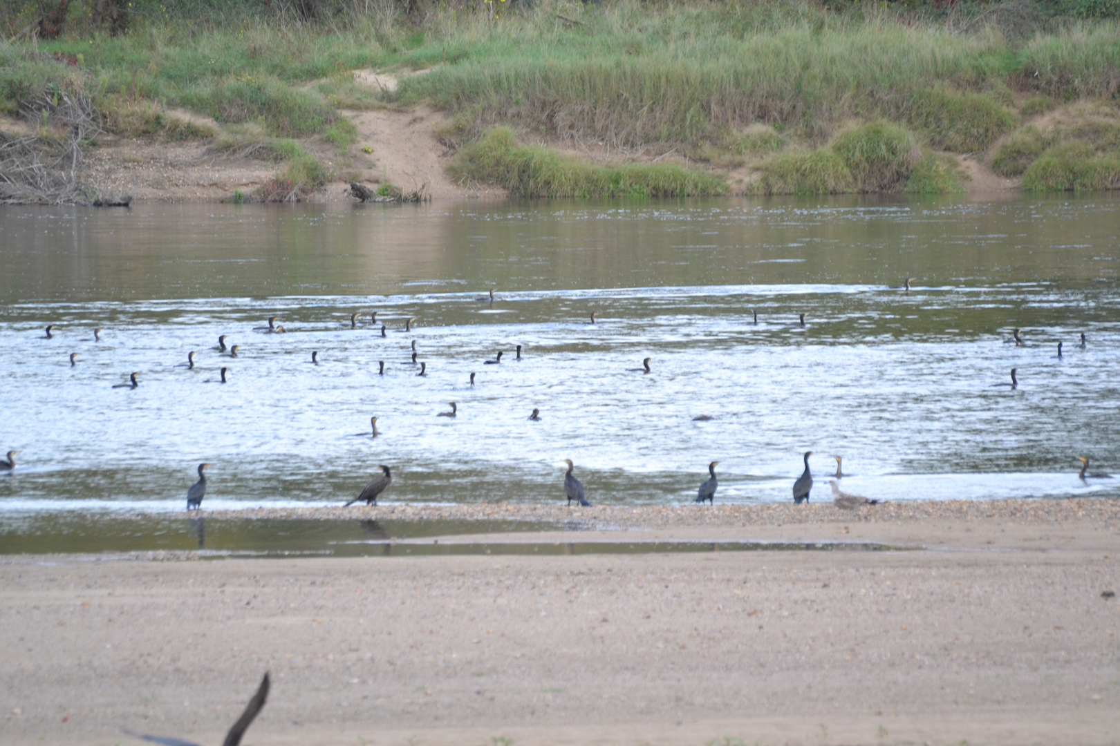 cormorans sur la loire