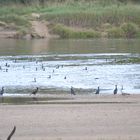 cormorans sur la loire