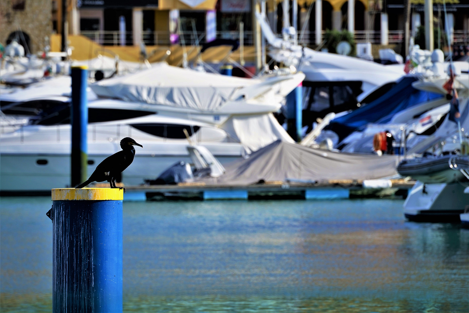 Cormorant  1