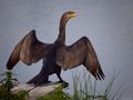 CORMORANT von Fons van Swaal