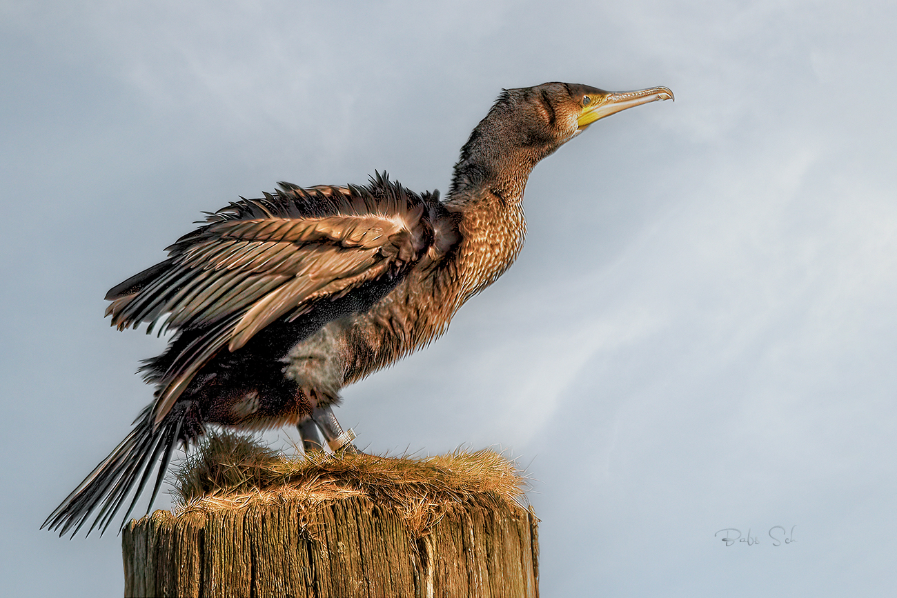 Cormorant