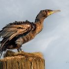 Cormorant