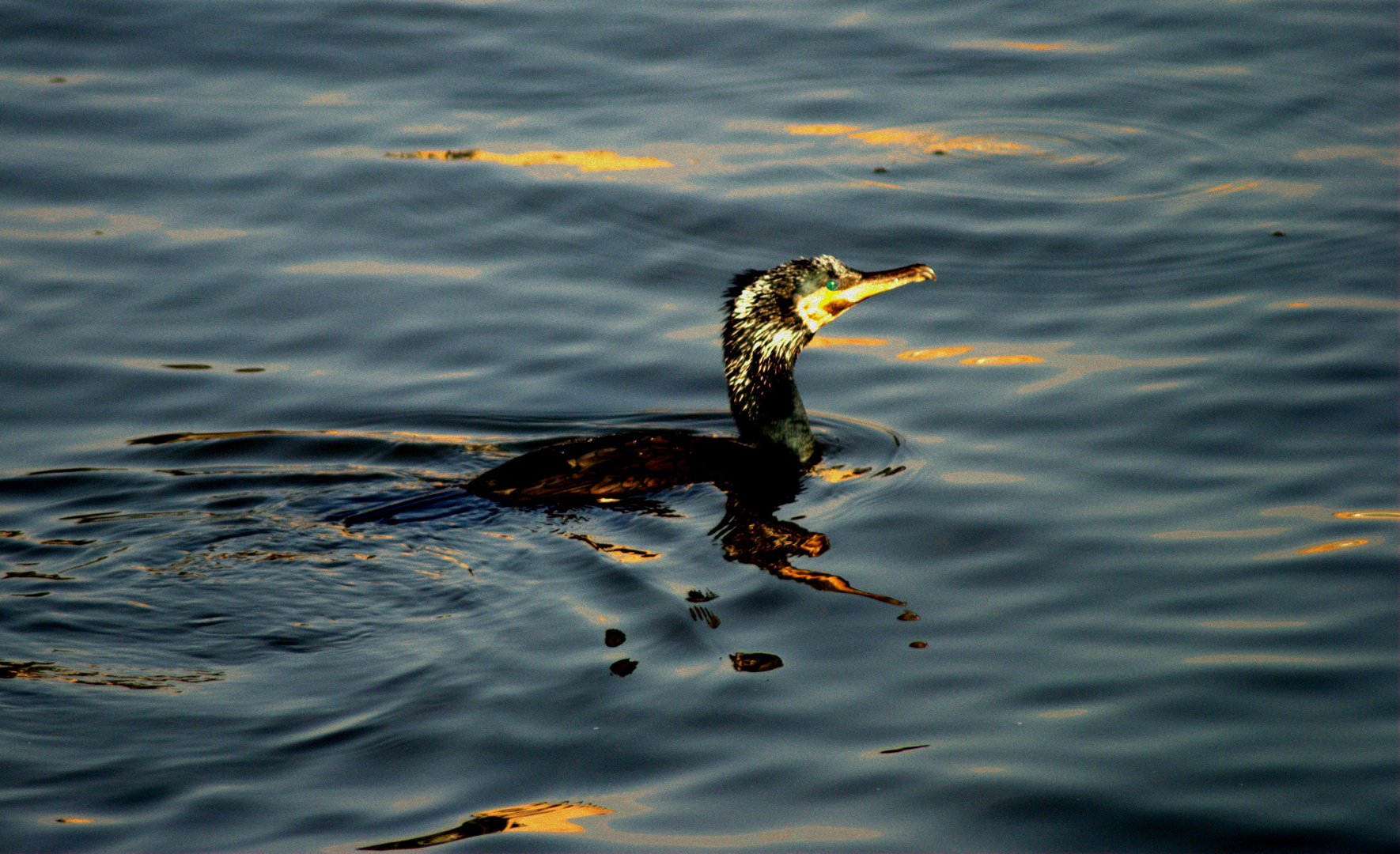 Cormorant