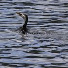 cormorant