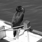 Cormorant