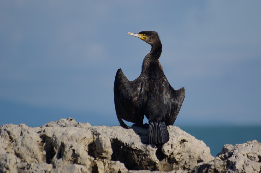 Cormorant