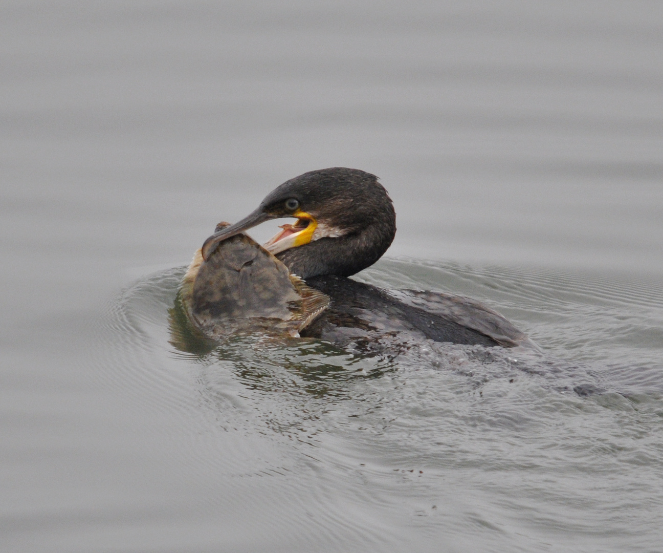 Cormorant