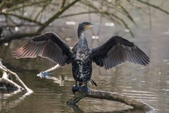 Cormorant