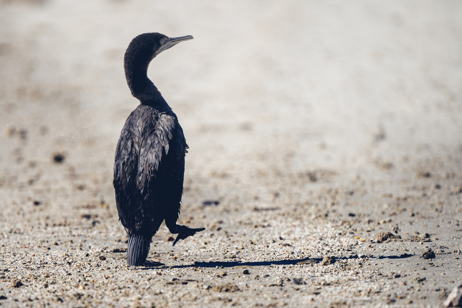 Cormorant Beach