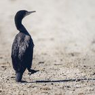 Cormorant Beach