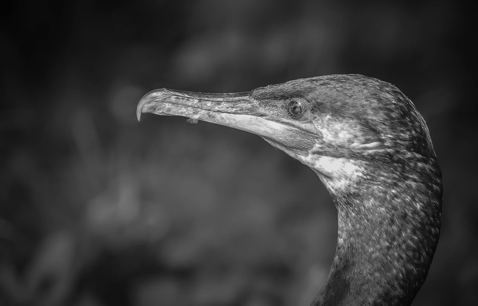 Cormorant - BW