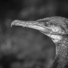 Cormorant - BW