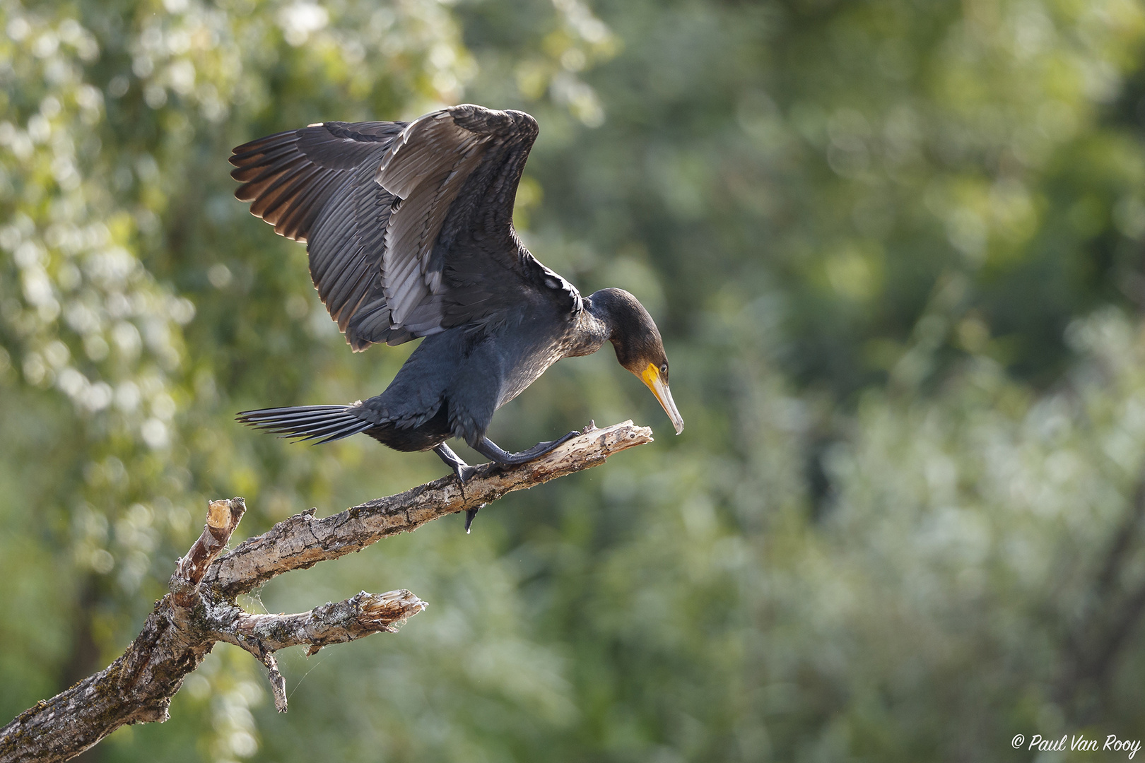 Cormorant.