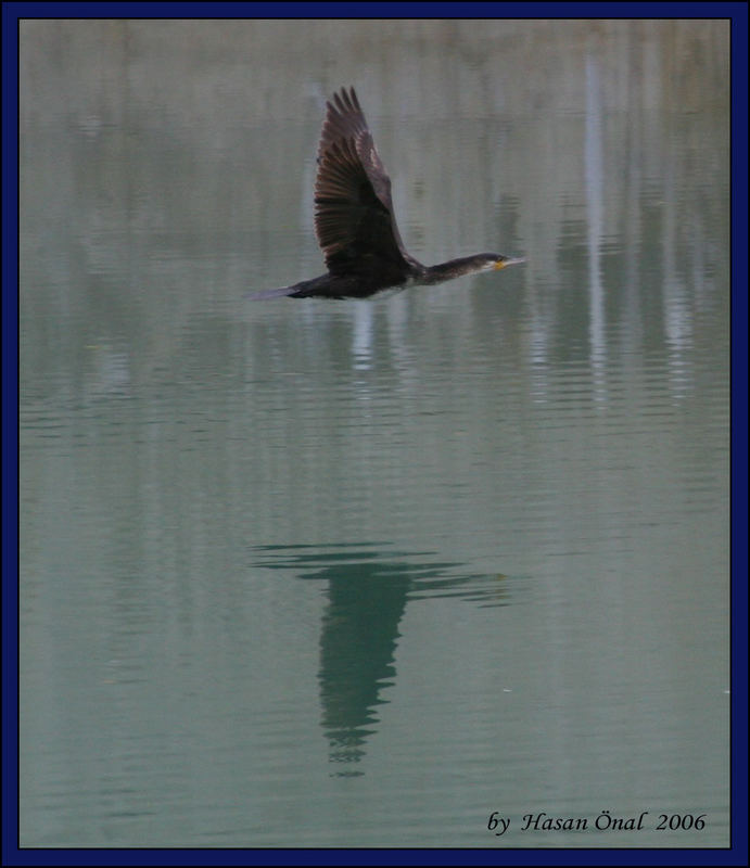 CORMORANT