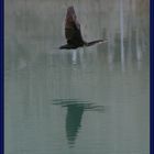 CORMORANT