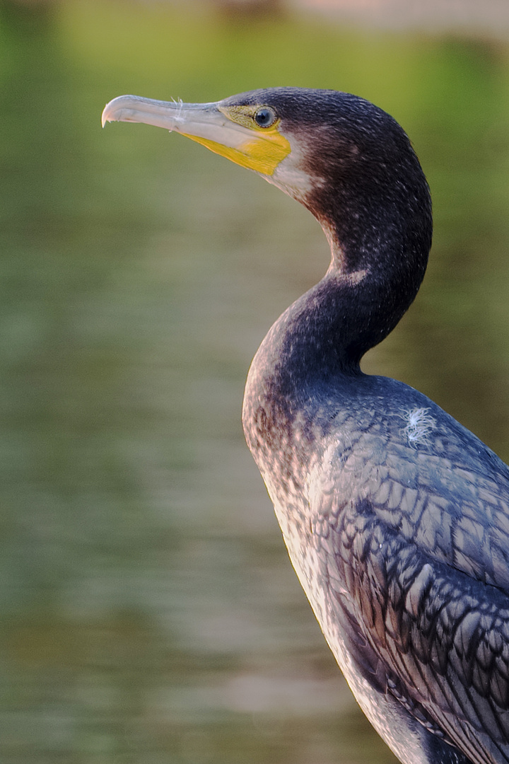 Cormorant