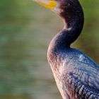 Cormorant