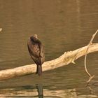 cormorant endormi