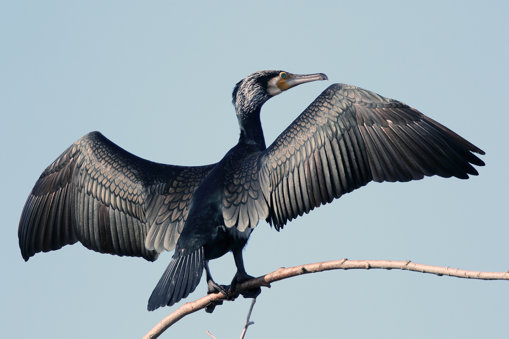 Cormorant enjoys spring sun rays