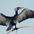 Cormorant enjoys spring sun rays