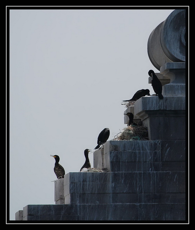 Cormorant