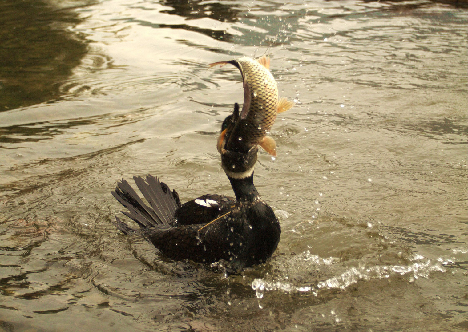 Cormorant fishing in Guilin