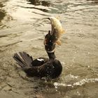 Cormorant fishing in Guilin