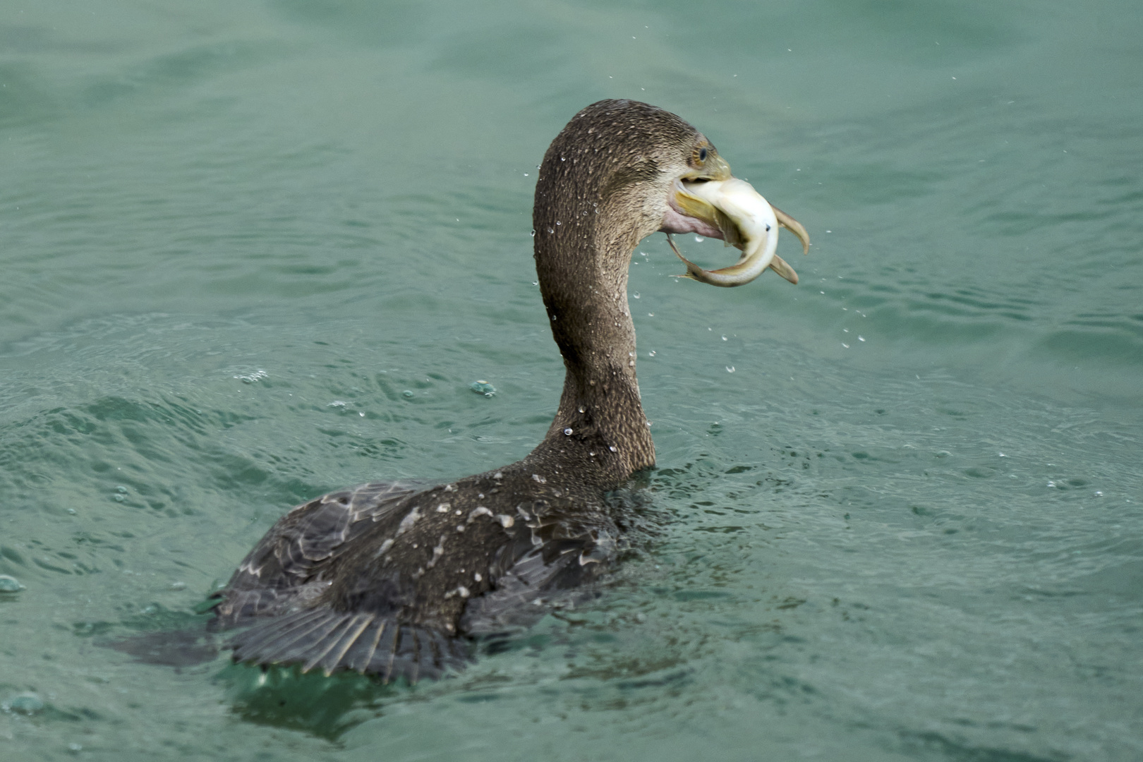 Cormorant Fishing Way (3)